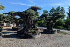 Bonsa-Shaped-Olive-Trees-5