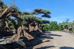 Bonsa-shaped-olive-trees-6