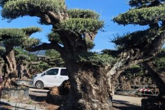 Bonsai-Shaped-Olive-Tree-3