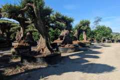 Bonsai-Shaped-Olive-Trees-7