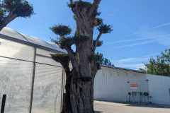 Bonsai-Shaped-Olive-Trees-8