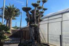 Bonsai-Shaped-Olive-trees-1