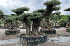 Double-trunk-olive-tree-1