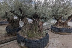 double-trunk-5