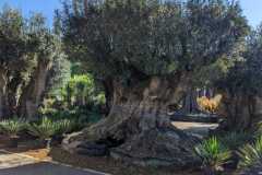 double-trunk-olie-tree-4