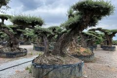 double-trunk-olive-tree-2