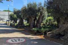 double-trunk-olive-tree-3