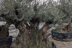 Ancient-Olive-Trees