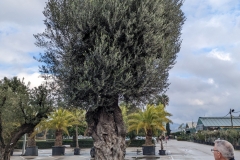 Large-Ancient-Olive-Tree-1