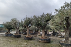 PXL_20221217_103125235-min