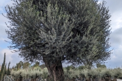 PXL_20221217_103930851-min