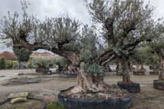 Special-Shape-Olive-Tree-3