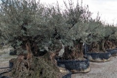five-olive-trees
