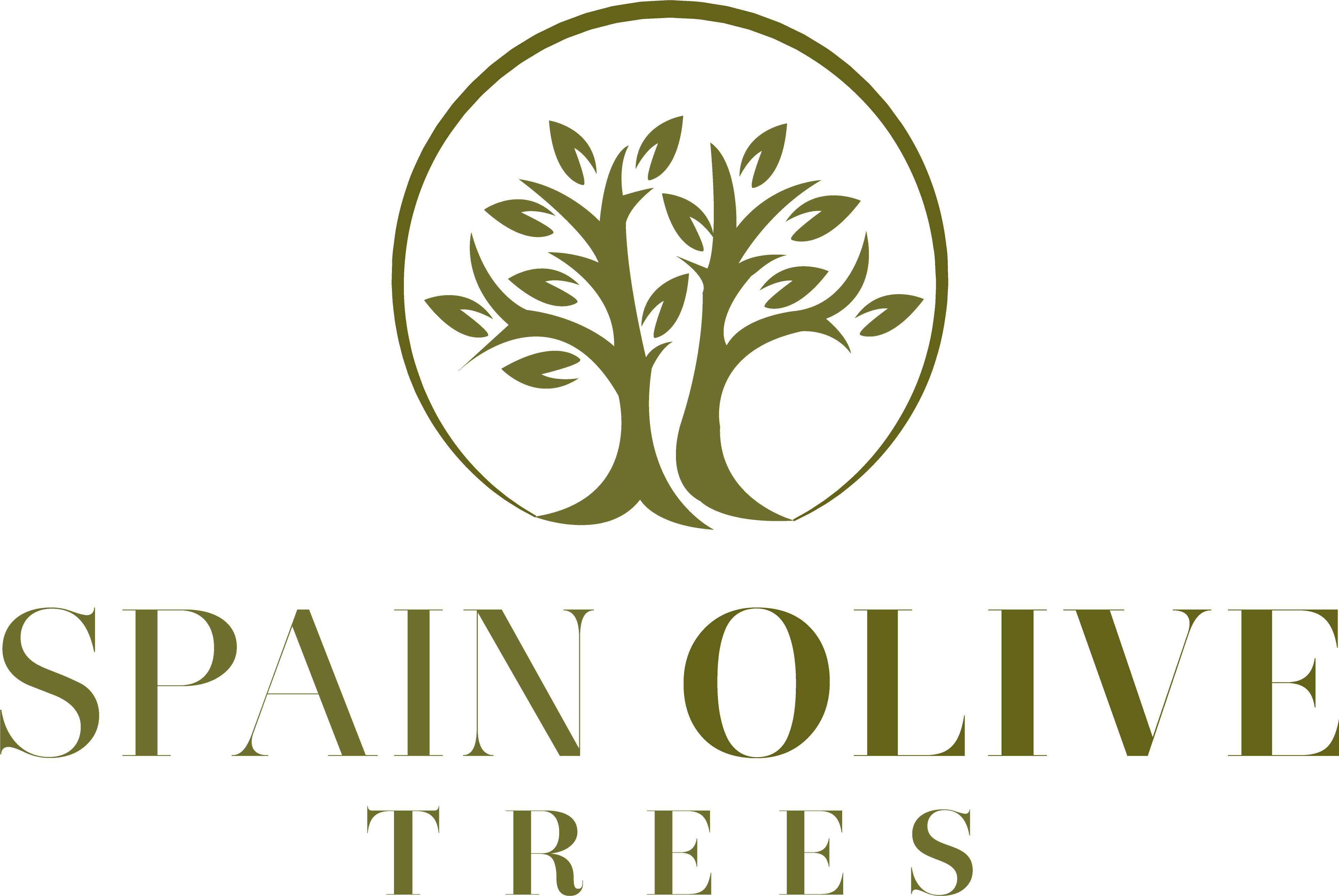Spain Olive Trees | Sale & Transportation of Millennial & Ancient Olivos